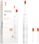 Умная зубная электрическая щетка Oclean Flow S Sonic Electric Toothbrush White (6970810552959)