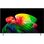 Телевизор LG OLED77B6 Europe