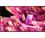 Телевизор Sony XR75X90KR2 - фото 1